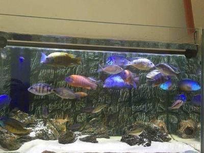 龙鱼鱼缸品牌十大：闽江水族鱼缸品牌售后服务对比森森鱼缸用户评价汇总 龙鱼百科 第1张