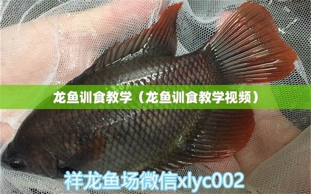 龙鱼训食教学反思简短总结