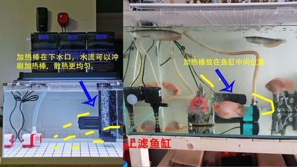 鱼缸加热器安装视频：如何维护鱼缸加热器，鱼缸加热器使用注意事项 鱼缸百科 第2张