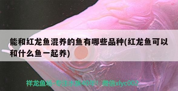 红龙鱼配鱼有哪些品种：红龙鱼适合与哪些鱼类混养