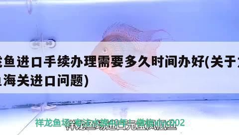 金龙鱼胶有几种：关于金龙鱼胶的一些问题 水族问答 第2张