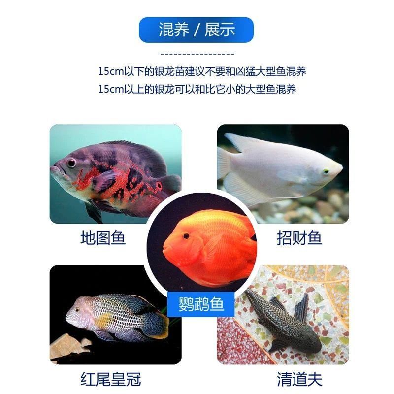 龙鱼幼苗一只多少钱一条 龙鱼百科 第2张