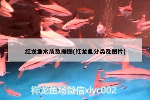 红龙鱼水质数据查询