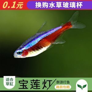 上海进口观赏鱼品种介绍：上海进口观赏鱼养殖技术要点 龙鱼百科 第2张