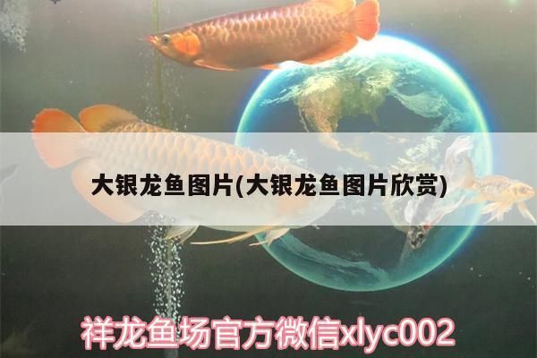 龙鱼眼手术服位片：关于龙鱼眼手术服位片的详情 龙鱼百科 第5张