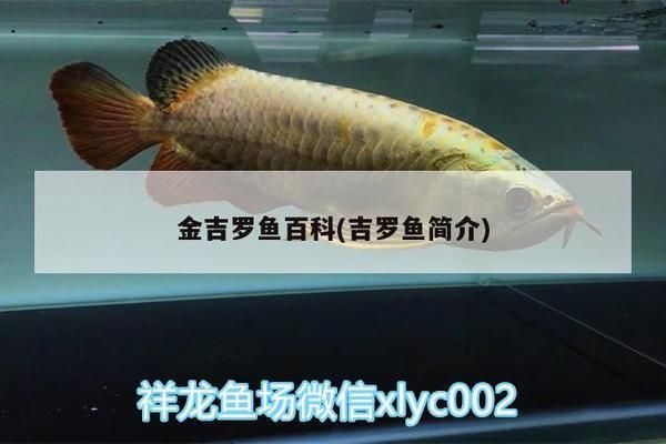 金龙鱼金头能长出来吗：关于金龙鱼金头现象的探究 水族问答 第1张