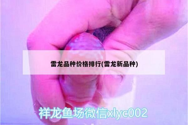 雷龙鱼品种价格对比：雷龙鱼市场价格趋势 龙鱼百科 第5张