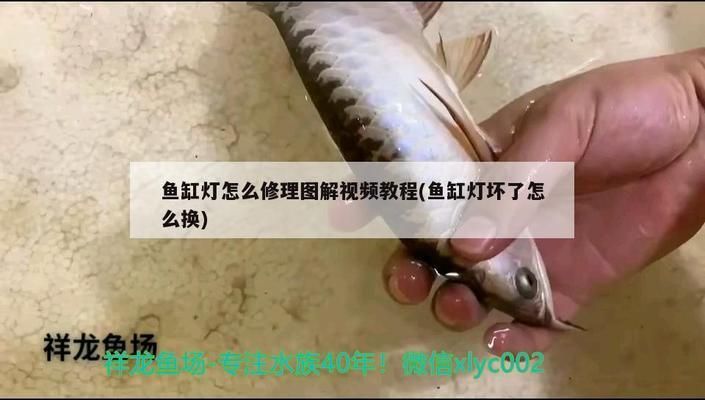 鱼缸灯怎么维修：如何选择合适的鱼缸灯 鱼缸百科 第2张