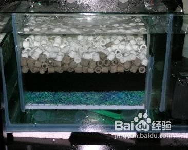 金龙鱼可以吃什么最好的食物：养殖金龙鱼的注意事项 水族问答 第1张