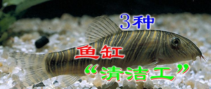 鱼缸清洁的其他生物选择：几种适合用于鱼缸清洁的生物 鱼缸百科 第1张