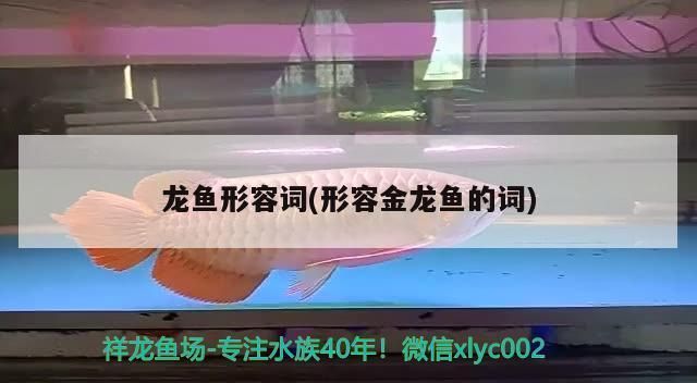 金龙红龙鱼形容词有哪些词语：金龙鱼与红龙鱼的饲养技巧，金龙鱼与红龙鱼的价格对比 红龙鱼百科 第1张