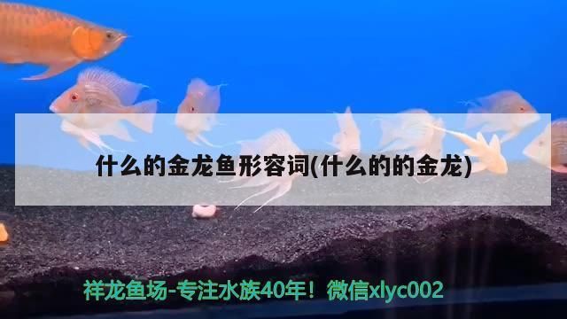 金龙红龙鱼形容词有哪些词语：金龙鱼与红龙鱼的饲养技巧，金龙鱼与红龙鱼的价格对比 红龙鱼百科 第3张