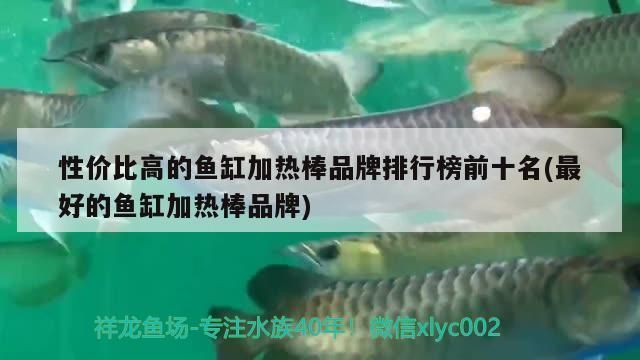 鱼缸加热棒品牌推荐：伊罕加热棒适用鱼种介绍松宝加热棒适用鱼种介绍 鱼缸百科 第1张