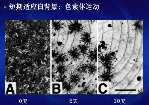 龙鱼变色：龙鱼变色是一个复杂的过程 龙鱼百科 第4张