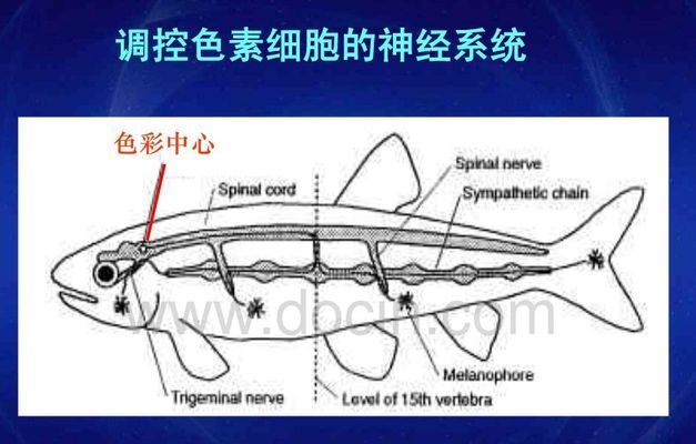 龙鱼变色：龙鱼变色是一个复杂的过程 龙鱼百科 第3张