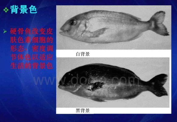 龙鱼变色：龙鱼变色是一个复杂的过程 龙鱼百科 第5张