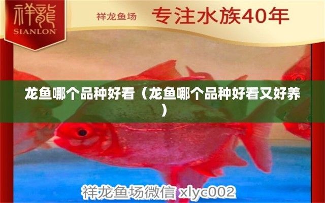 龙鱼哪个品种便宜好养：龙鱼哪个品种便宜且易于养 龙鱼百科 第3张