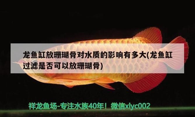 龙鱼缸放珊瑚骨影响：在龙鱼缸中放置珊瑚骨对水质和龙鱼健康的影响是非常重要的 龙鱼百科 第2张