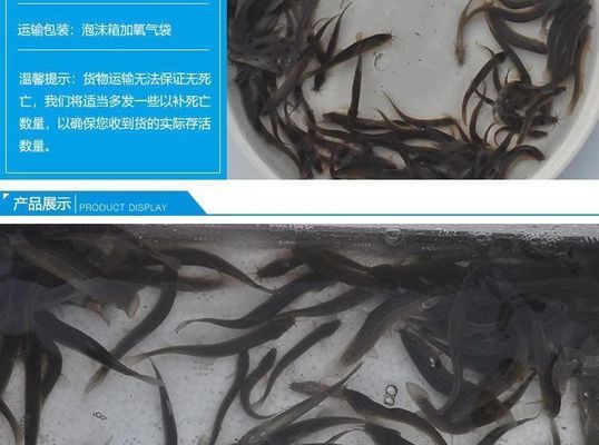 祥龙水族馆培训内容介绍：祥龙水族馆培训学校 龙鱼百科 第5张