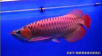 金龙鱼每周换多少水好：关于金龙鱼每周换水的问题 水族问答 第2张