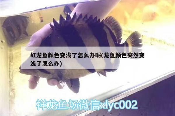 龙鱼颜色突然变浅了怎么办：龙鱼颜色突然变浅可能是由多种因素引起的