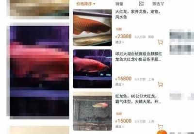 红龙鱼不爱游动怎么回事：红龙鱼不爱游动可能因环境变化、水温不适、水质差等原因引起 红龙鱼百科 第5张