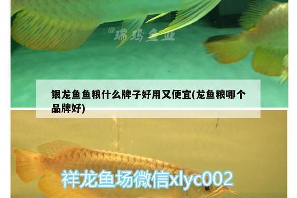 龙鱼鱼粮什么牌子好吃又便宜：推荐几个龙鱼鱼粮品牌hikari高够力鱼粮评价 龙鱼百科 第4张