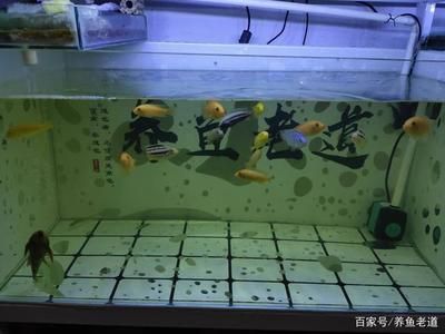 鱼缸过滤棉哪种效果最好：如何清洗鱼缸过滤棉 鱼缸百科 第3张