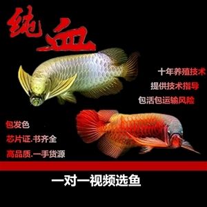 龙鱼鲤鱼：龙鱼与鲤鱼的区别 龙鱼百科 第5张