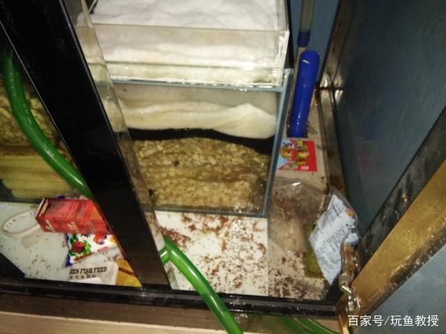 鱼缸过滤藤棉的作用：如何正确清洗鱼缸过滤棉 鱼缸百科 第5张