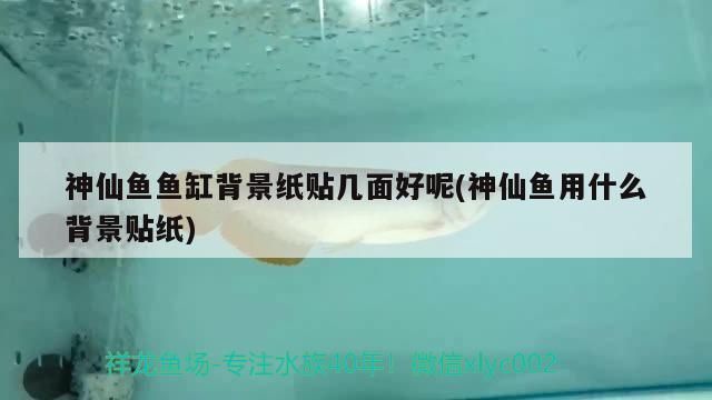 萨伊蓝鱼缸背景纸贴什么好 鱼缸百科 第1张