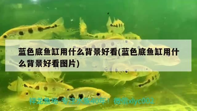 萨伊蓝鱼缸背景纸贴什么好 鱼缸百科 第2张