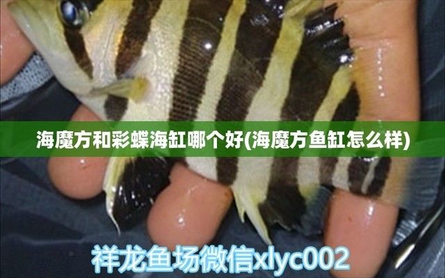 海霸鱼缸24小时售后青岛电话：海霸鱼缸24小时售后服务电话 鱼缸百科 第4张