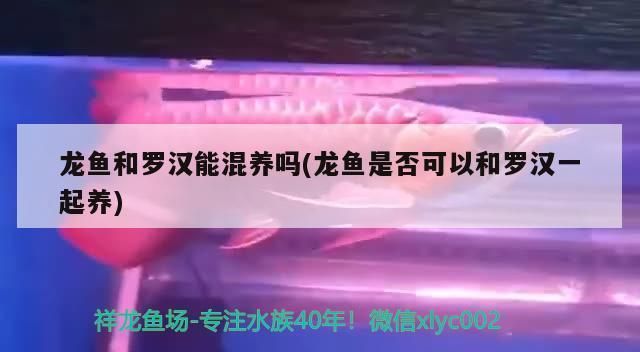 罗汉鱼和红龙鱼能混养吗：如何降低罗汉鱼攻击性，混养鱼类疾病预防方法