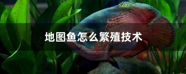 金龙鱼难养：金龙鱼的饲养环境、饲养环境、饲料选择、疾病防治等方面 水族问答 第2张