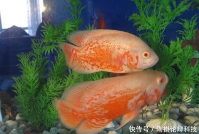 金龙鱼难养：金龙鱼的饲养环境、饲养环境、饲料选择、疾病防治等方面 水族问答 第1张