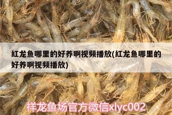 金龙红龙鱼形容词语是什么：红龙鱼与金龙鱼的区别