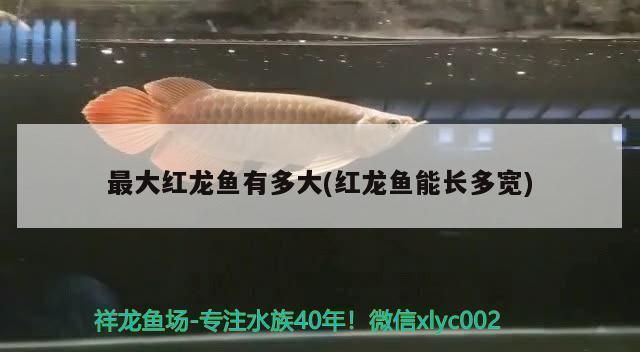 红龙鱼多大算成鱼了：红龙鱼的成鱼标准 红龙鱼百科 第5张