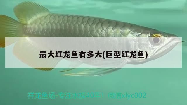 最大红龙鱼有多大：最大红龙鱼体长能够超过1米，红龙鱼体长能超过1米