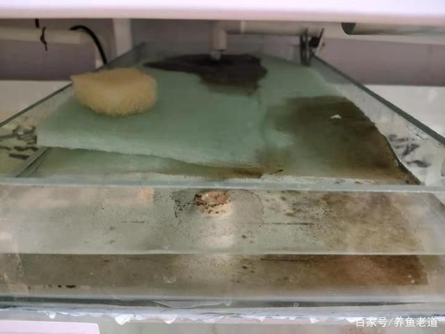 观赏鱼水质管理最佳实践：观赏鱼水质管理是确保水族箱中鱼儿健康成长的关键 龙鱼百科 第3张