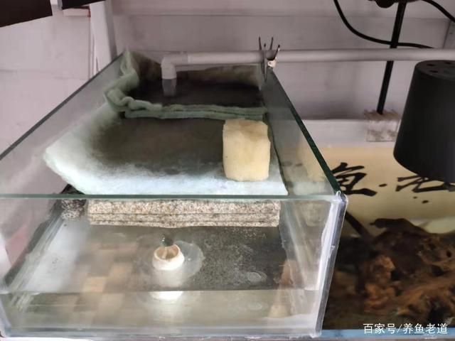 观赏鱼水质管理最佳实践：观赏鱼水质管理是确保水族箱中鱼儿健康成长的关键 龙鱼百科 第5张