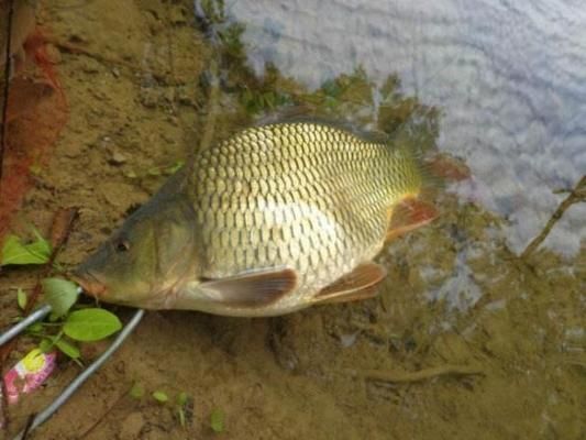 金龙鱼趴缸底是什么原因造成的：金龙鱼为什么会趴在缸底？ 水族问答 第2张