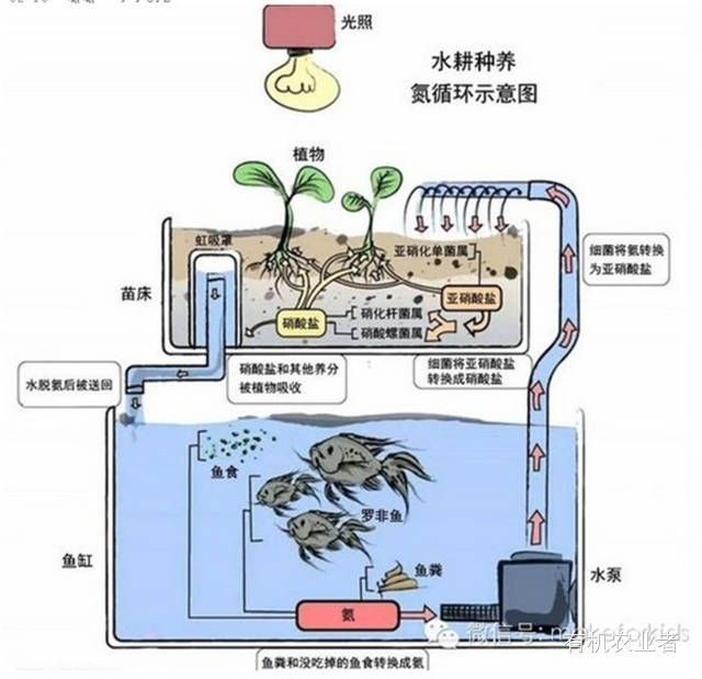 鱼缸虹吸循环系统：关于鱼缸虹吸循环系统的详细介绍 鱼缸百科 第5张