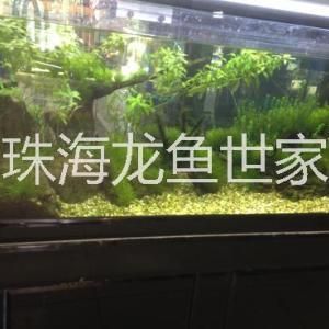 海水红龙鱼吃珊瑚吗？：海水红龙鱼不吃珊瑚的结论