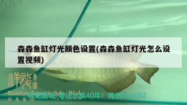 小鱼未来鱼缸灯光颜色怎么调：小鱼未来鱼缸灯光颜色怎么调详情 鱼缸百科 第4张