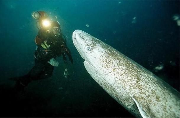 金龙鱼排鳞怎么看真假：如何辨别真假金龙鱼排鳞 水族问答 第2张