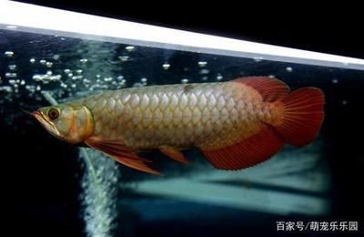 金龙鱼排名前十名品种：金龙鱼的品种排名 水族问答 第2张