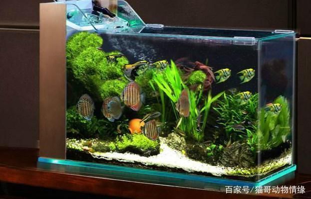 超级宝贝鱼缸安装教程：大型宝贝水族箱安装教程 鱼缸百科 第5张