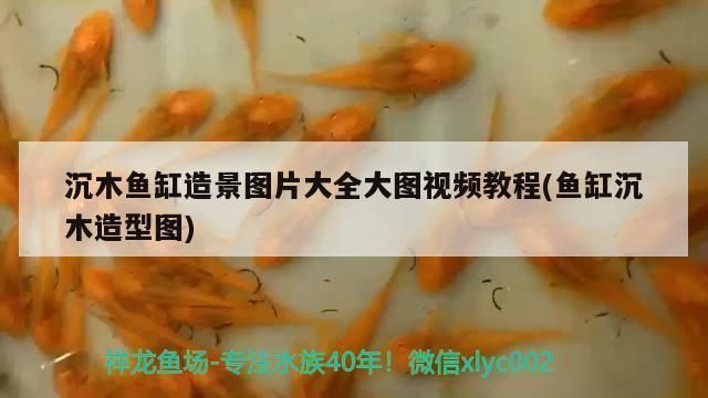 异型鱼鱼缸沉木造景视频：异型鱼鱼缸沉木造景的基本步骤和注意事项 鱼缸百科 第2张