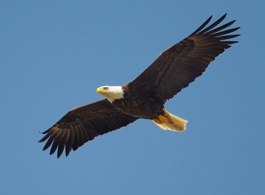 饲养红龙鱼需要几颗灯泡：关于饲养红龙鱼所需的灯泡数量的详细信息